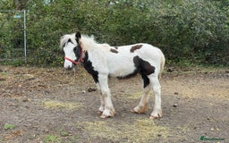 Irish Cob horses for sale: Piper the sweetest little filly  - Image 6