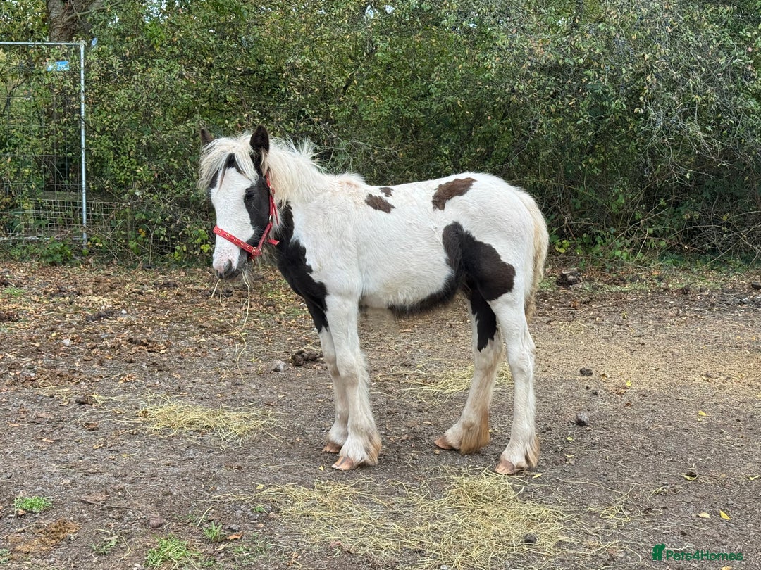 Irish Cob horses for sale: Piper the sweetest little filly  - Image 6