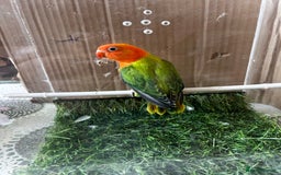 Lovebirds birds for sale: Mutations oplines Fishers lovebirds in Birmingham - Image 2