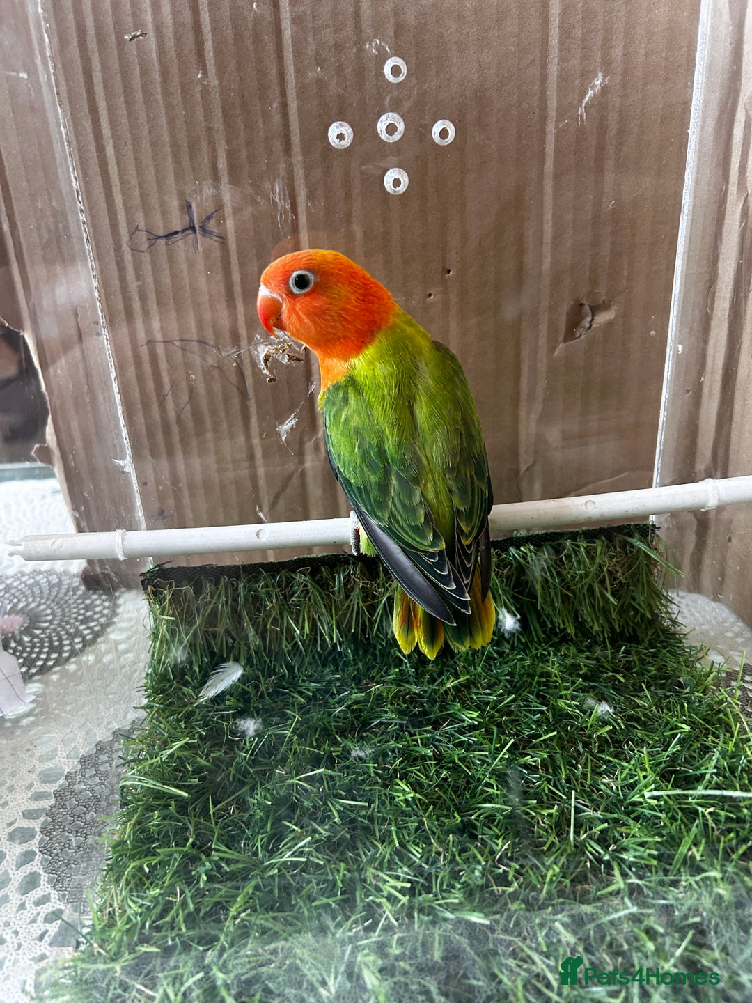 Lovebirds birds for sale: Mutations oplines Fishers lovebirds in Birmingham - Image 2