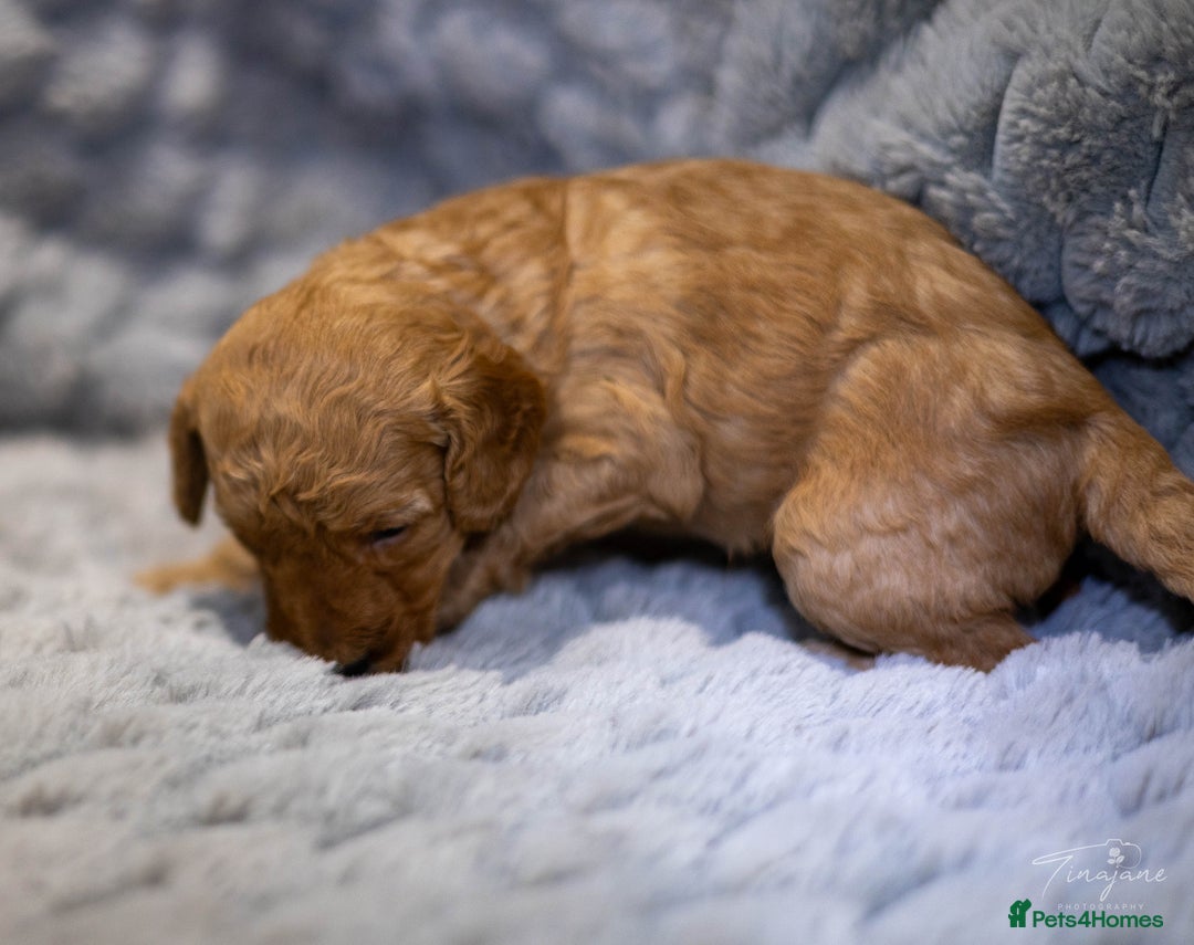 Goldendoodle dogs for sale: Mini Golden doodles - Advert 18