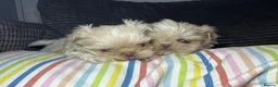 Shih Tzu dogs for sale: Tiny imperial shihtzu puppies - Advert 9