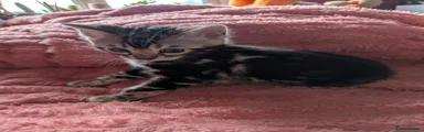 Bengal Kitten 1