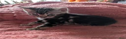 Bengal cats for sale: Gorgeous Bengal Kittens  - Advert 6