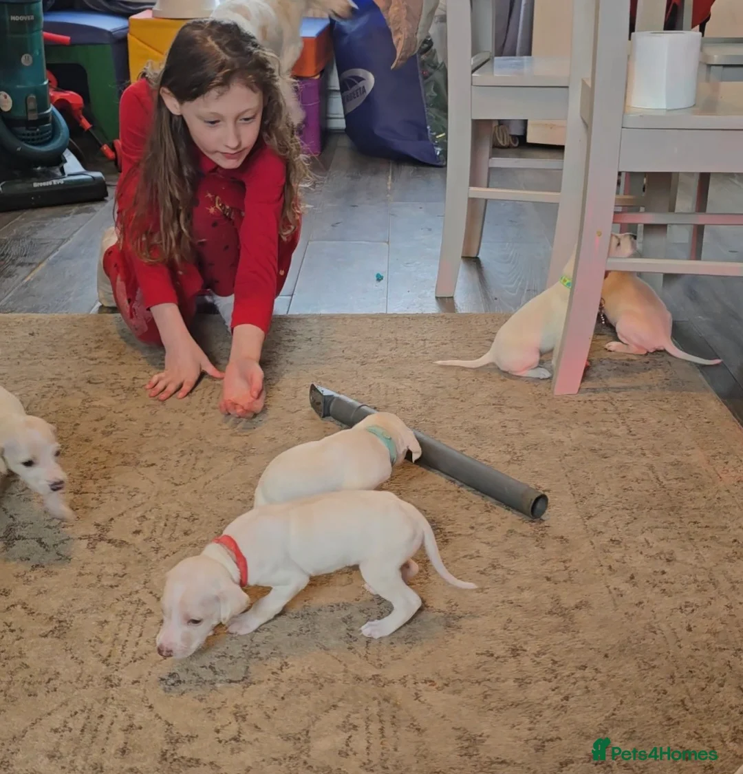 Mixed Breed dogs for sale: English pointer cross saluki/greyhound  - Advert 5