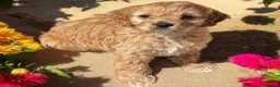Cavapoo dogs for sale: F1b Cavapoo puppies! - Advert 10
