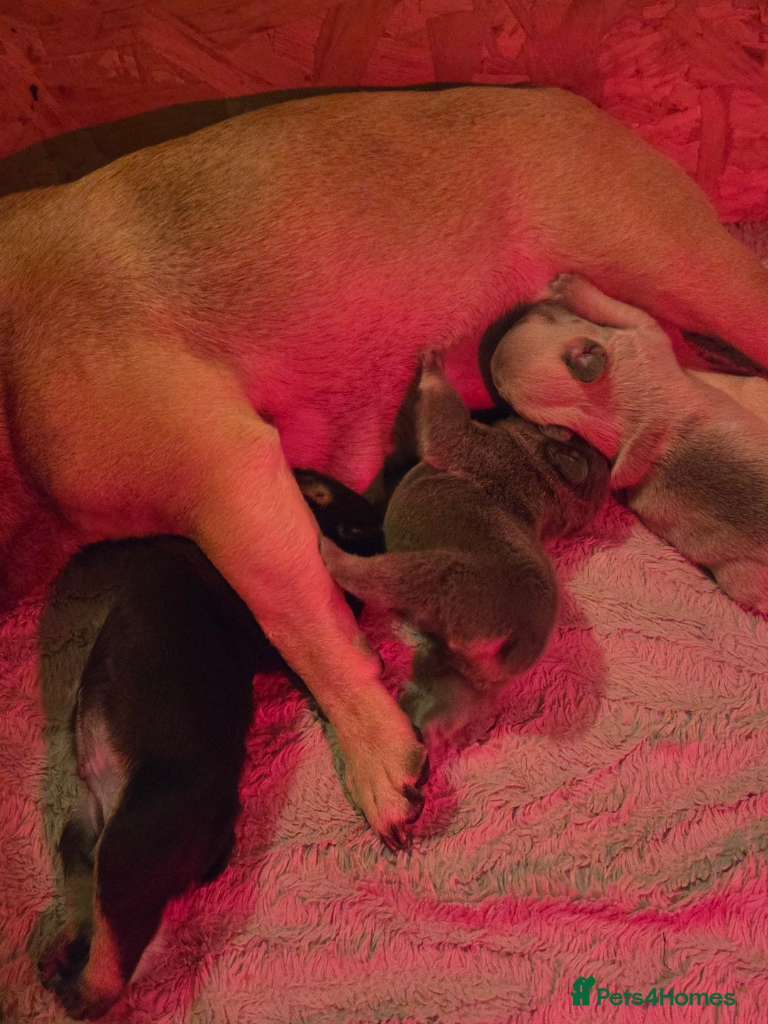 French Bulldog dogs for sale: 4 beautiful French bulldog pups  - Image 13