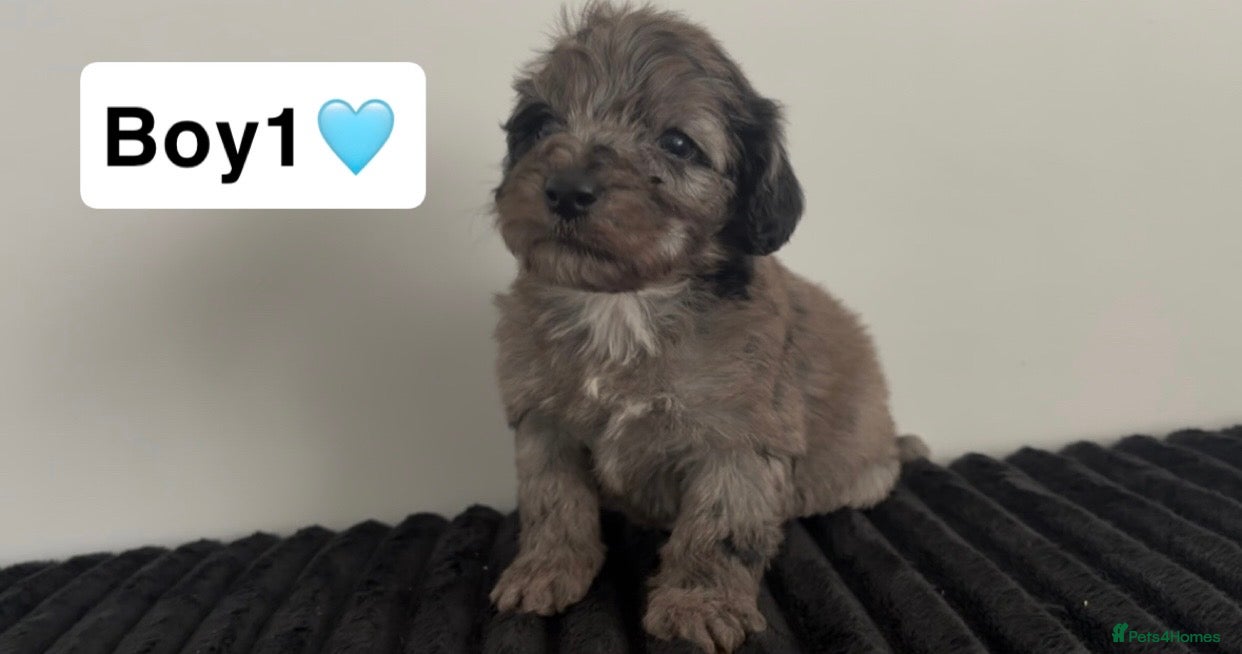 Cockapoo dogs Cockapoo puppies  - Advert 2