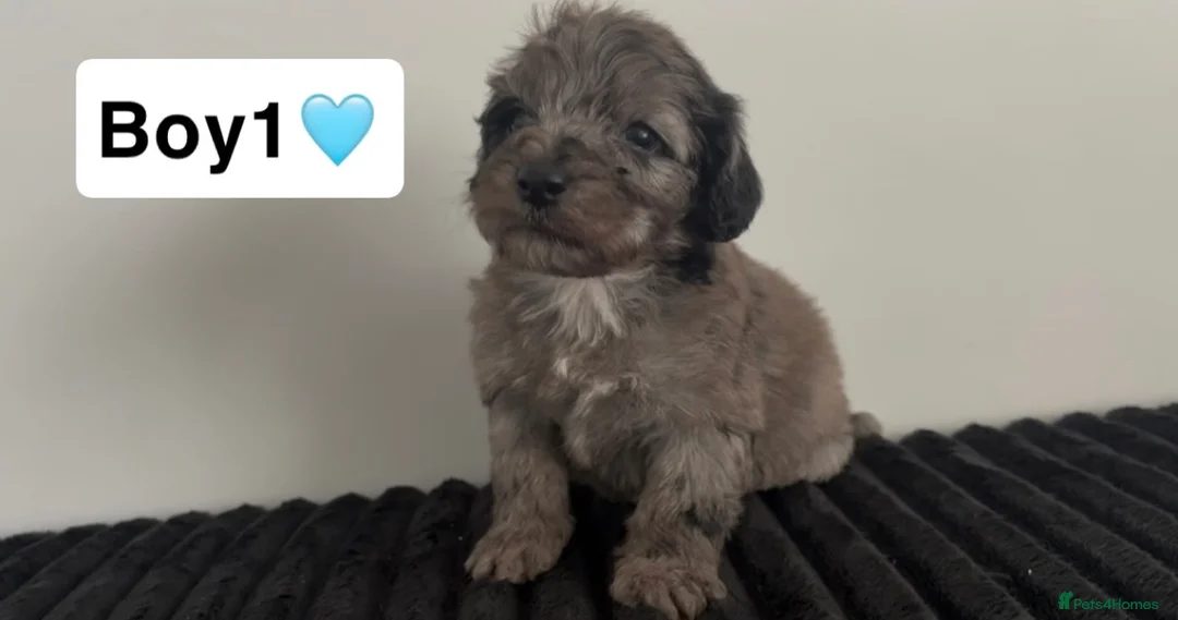 Cockapoo dogs for sale: Cockapoo puppies  - Advert 2