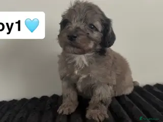 Cockapoo dogs Cockapoo puppies - Advert 2