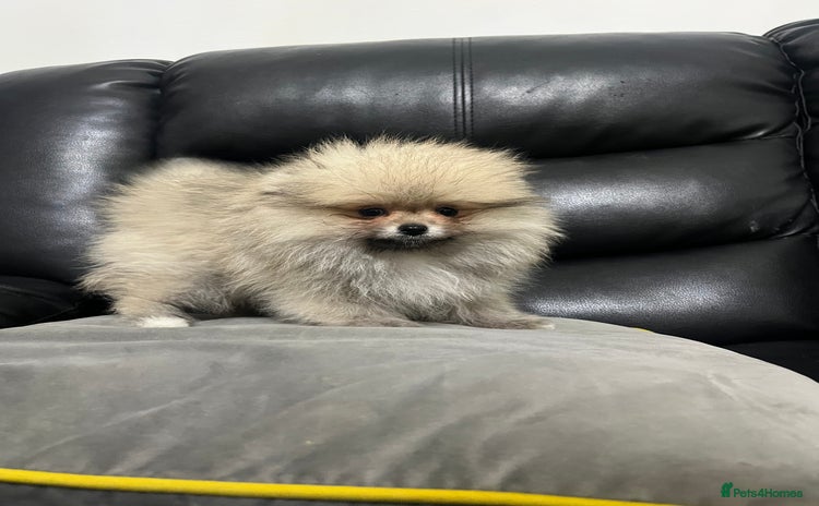 Pomeranian dogs - Advert 9