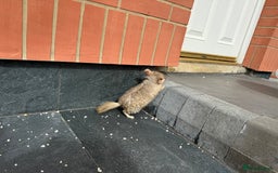 Chinchilla rodents for sale: Little boys - Image 6
