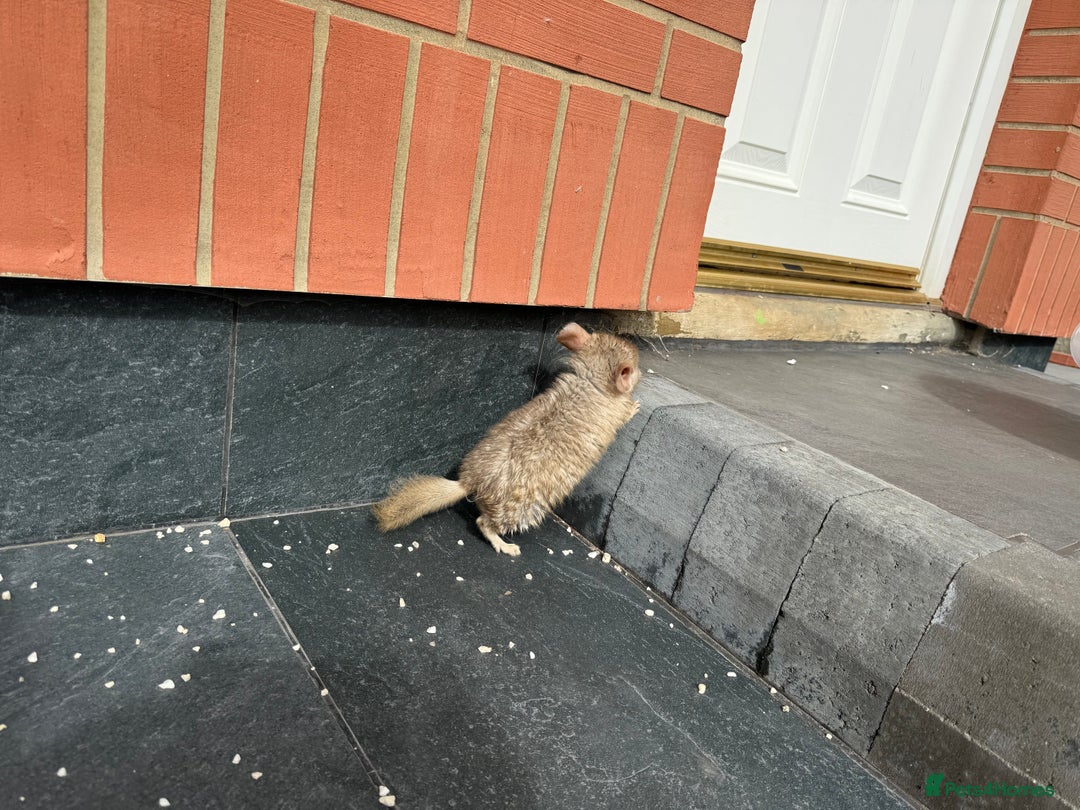 Chinchilla rodents for sale: Little boys - Image 6