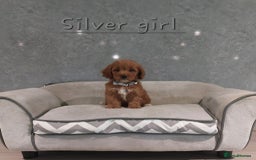 Cavachon dogs for sale: Beautiful Cavapoochon puppies 🥰 - Image 6