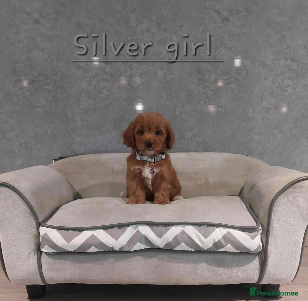 Cavachon dogs for sale: Beautiful Cavapoochon puppies 🥰 - Image 6