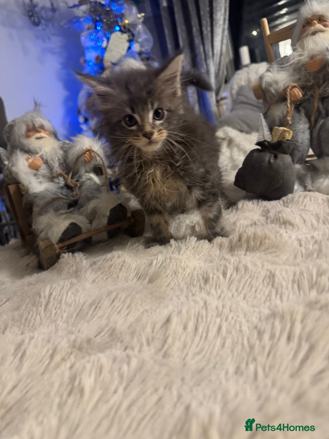 Maine Coon cats for sale: Exceptional Mainecoon Cubs 3 left - Advert 4