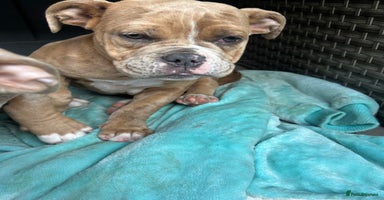 Olde English Bulldogge dogs in Southampton - Advert 1