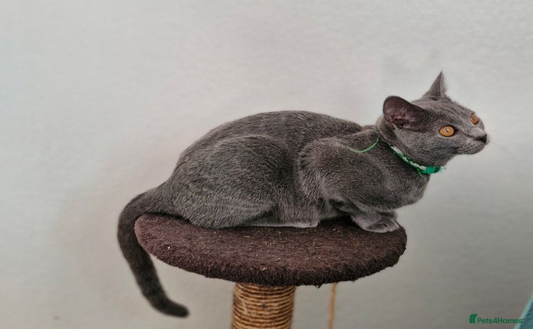 Chartreux cats - Advert 1