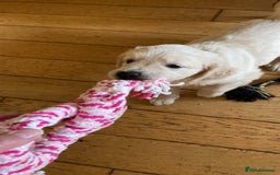 Golden Retriever dogs for sale: Adorable Golden Retriever Puppies - Image 2