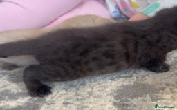 Ragdoll cats for sale: Ragdoll kittens £600-£1,000 - Image 15