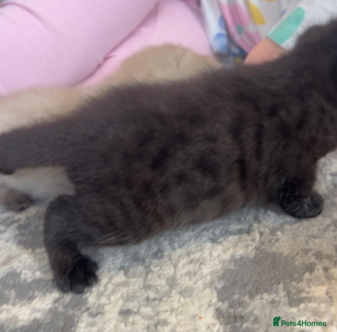 Ragdoll cats for sale: Ragdoll kittens £600-£1,000 - Image 15