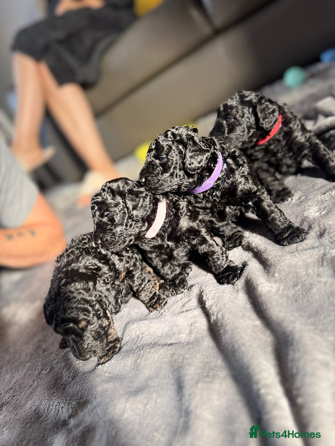 Cockapoo dogs for sale: Gorgeous F1B cockapoo  - Image 14