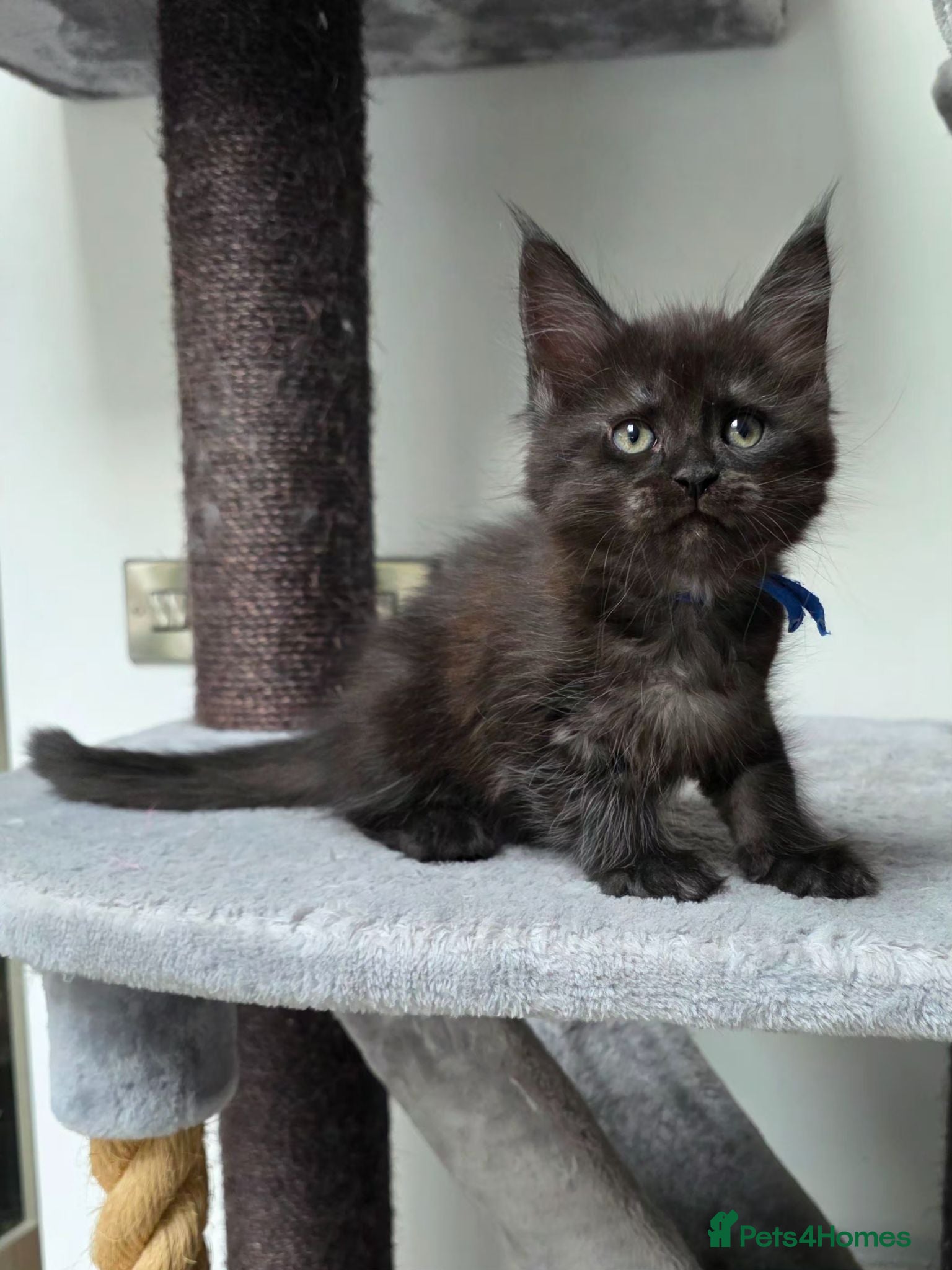 Maine Coon cats Stunning Maine Coon Kittens  - Advert 2