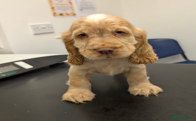 Cocker Spaniel dogs - Advert 5