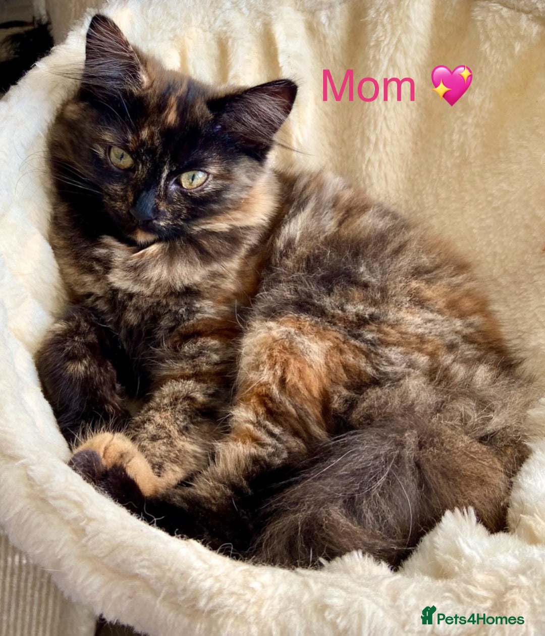 Domestic Shorthair cats for sale: Gorgeous Fluffy Kittens, ready now! - Image 17