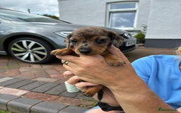 Miniature Dachshund dogs for sale: Miniature dachshund puppies  - Image 16