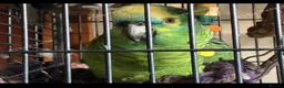 Parrots birds for sale: Stunning 4-Year-Old Blue-Fronted Amazon  in Redruth - Advert 3