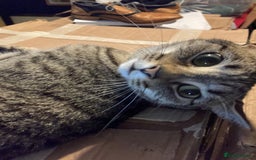 Bengal cats for sale: 🐾 BeautifulBengal Cat for Sale — Meet Cricket 🐾 - Image 3