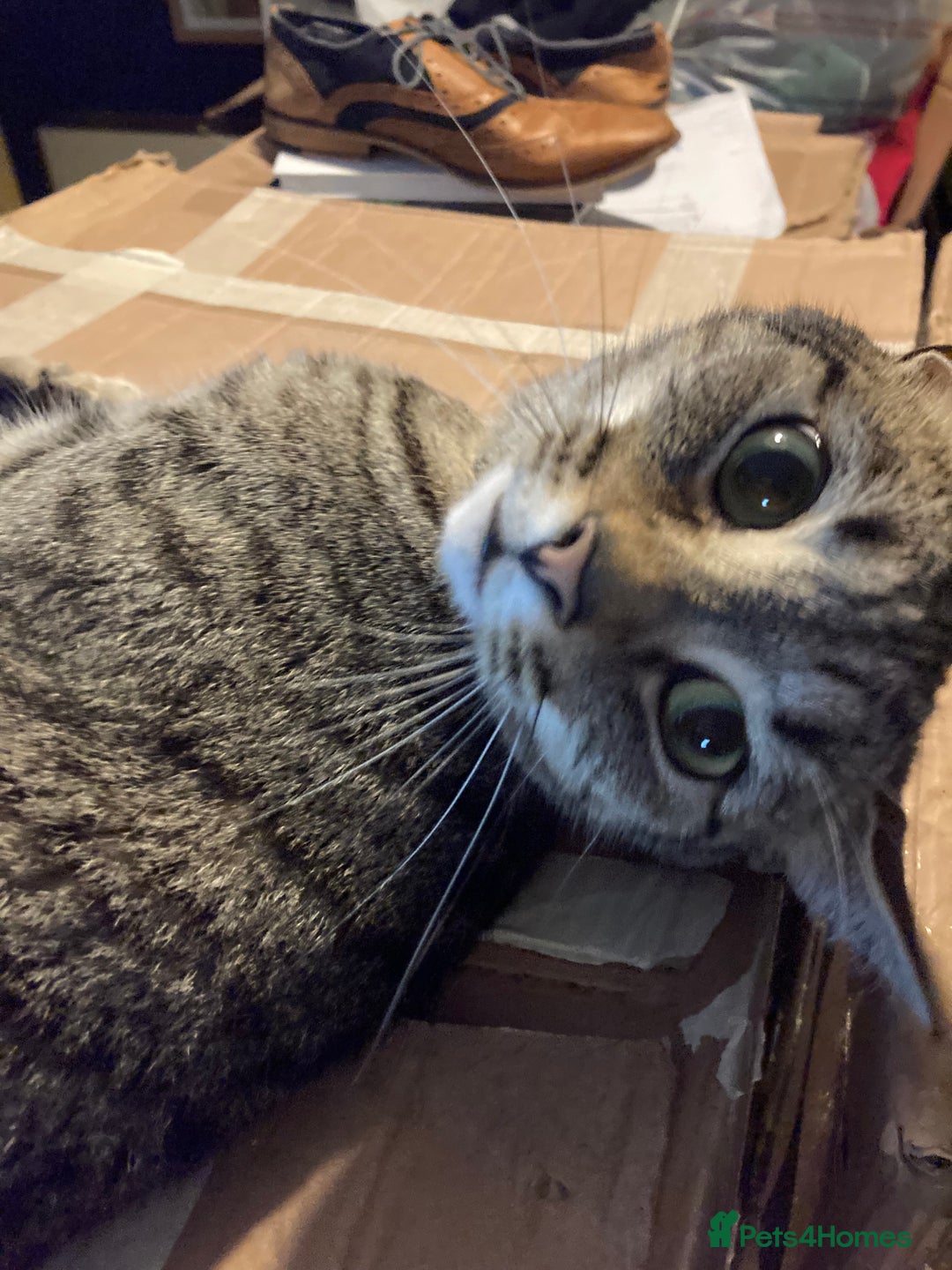 Bengal cats for sale: 🐾 BeautifulBengal Cat for Sale — Meet Cricket 🐾 - Image 3
