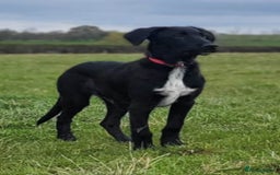 Mixed Breed dogs for sale: Mr pickle - Image 15