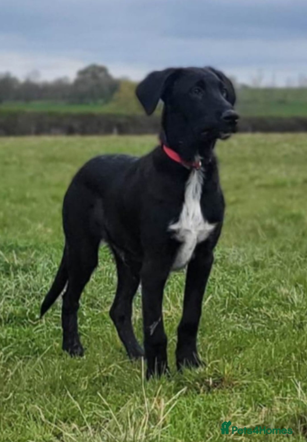 Mixed Breed dogs for sale: Mr pickle - Image 15