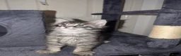 Maine Coon cats for sale: Tica registered mainecoons  - Advert 6