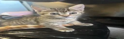 Mixed Breed cats for sale: Cute Kittens Looking for Their Forever Homes 🐱❤️ in Coventry - Advert 9