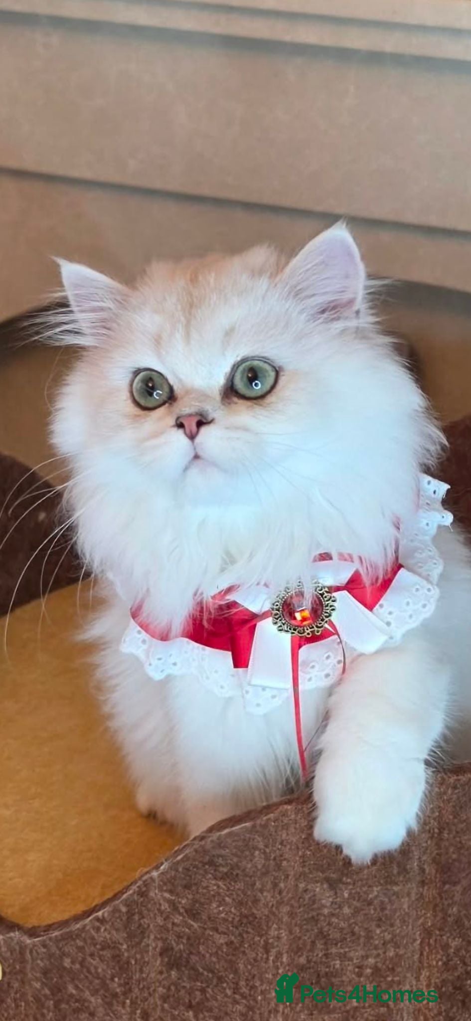British Longhair cats British Longhair WCF Champion Kittens ⭐  - Advert 2