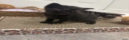 Mixed Breed cats for sale: Beautiful Kittens Looking for Their Forever Homes - Advert 15