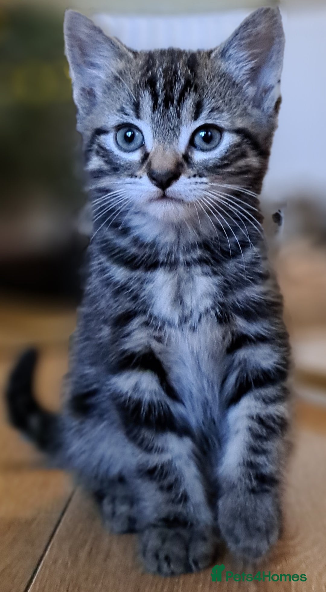 Mixed Breed cats for sale: Gorgeous Cross Kittens 🌟 - Advert 16