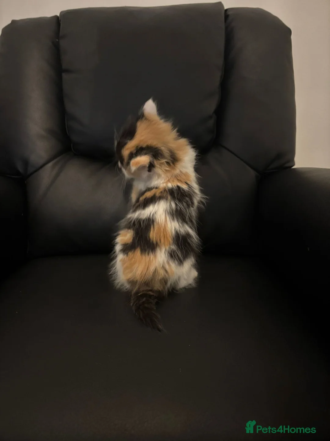 Mixed Breed cats for sale: 5 kittens  in Grantham - Advert 2