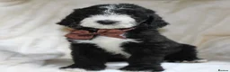 Sheepadoodle dogs for sale: F1 Sheepadoodle Puppies | 5* Licensed Breeder - Advert 29