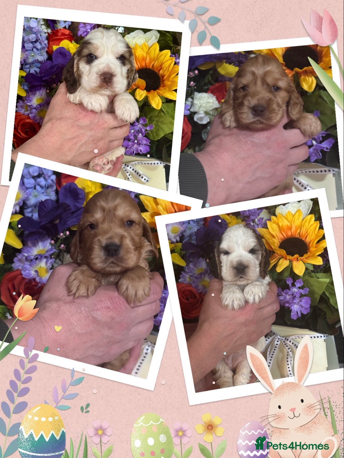 Cocker Spaniel dogs Kc reg dna tested show type cocker spaniel puppies - Advert 1