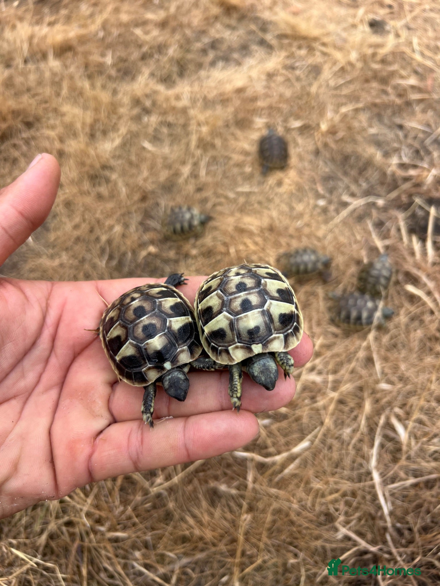 Tortoise reptiles Uk Bred Hermann tortoises - Advert 1