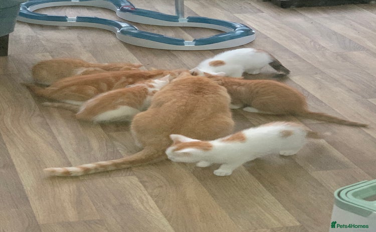 Mixed Breed cats - Advert 4