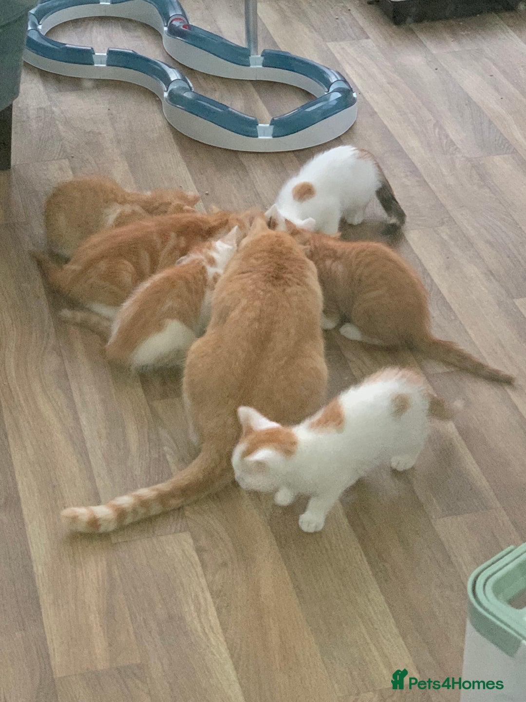 Mixed Breed cats for sale: Beautiful kittens  - Image 1