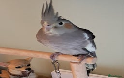 Cockatiels birds for sale: Hand reared baby cocktails very tame and ready  - Image 4