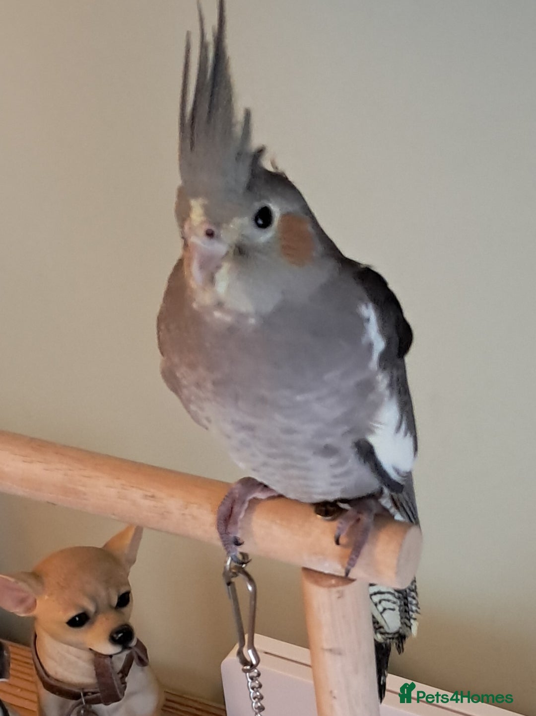 Cockatiels birds for sale: Hand reared baby cocktails very tame and ready  - Image 4