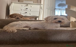 Cavapoochon dogs for sale: 2x Cavapoochon girls must go together  - Image 3