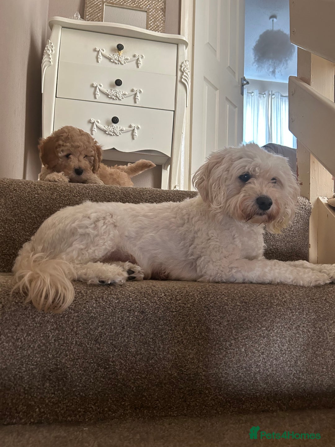 Cavapoochon dogs for sale: 2x Cavapoochon girls must go together  - Image 3